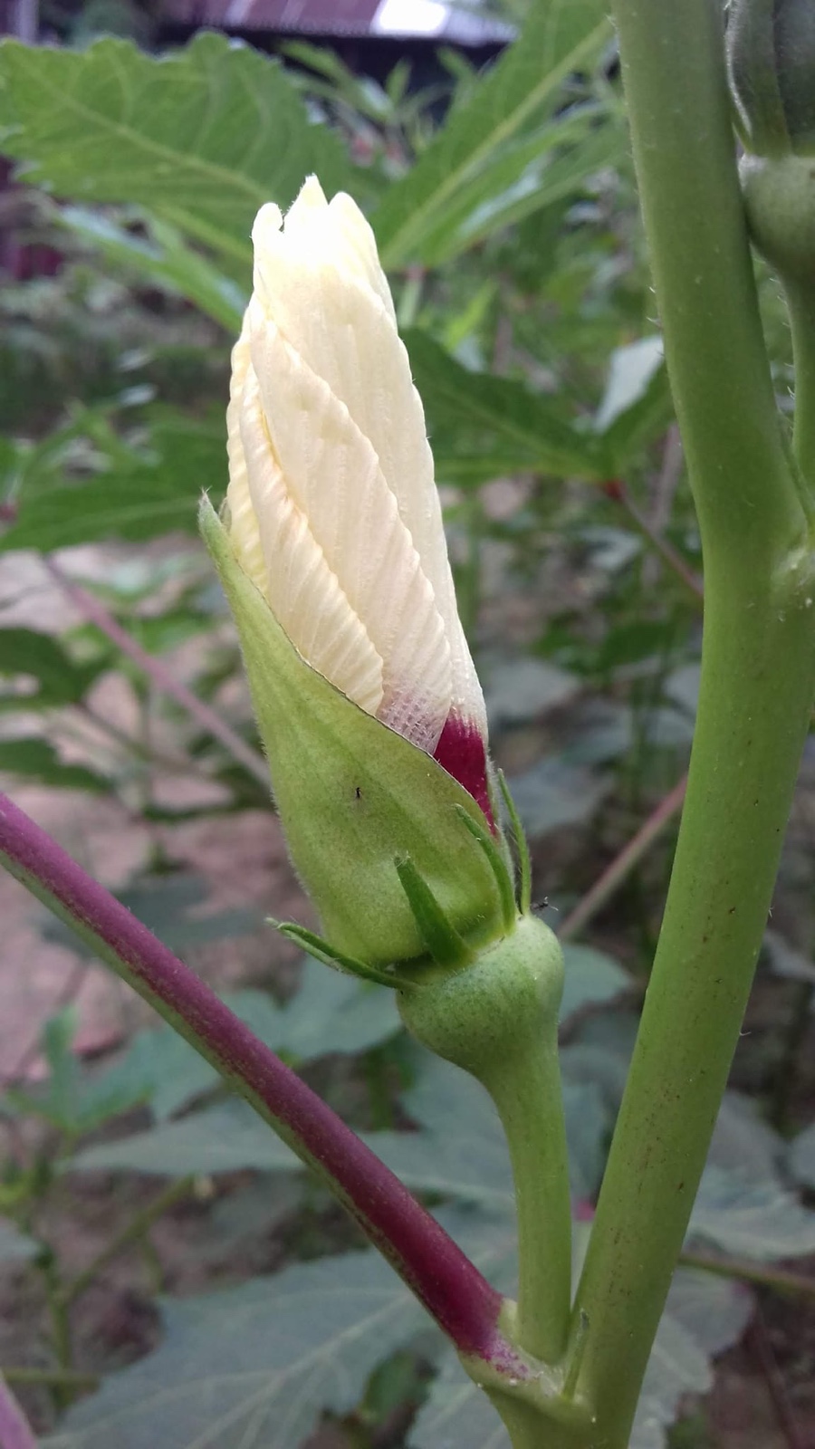 Fresh Roselle Flower